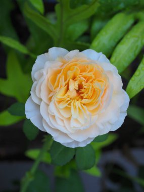 Bahçemdeki güzel güller sabah güneşinde açar..