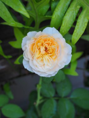 Bahçemdeki güzel güller sabah güneşinde açar..