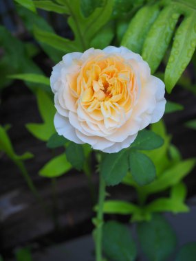 Bahçemdeki güzel güller sabah güneşinde açar..