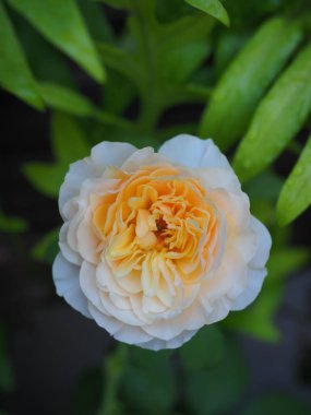 Bahçemdeki güzel güller sabah güneşinde açar..