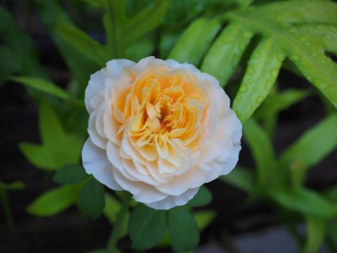 Bahçemdeki güzel güller sabah güneşinde açar..