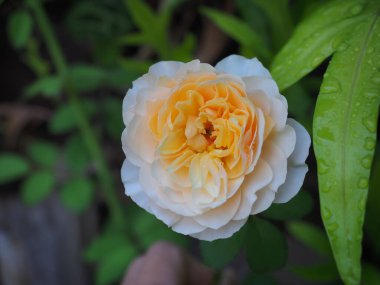 Bahçemdeki güzel güller sabah güneşinde açar..