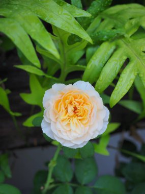 Bahçemdeki güzel güller sabah güneşinde açar..