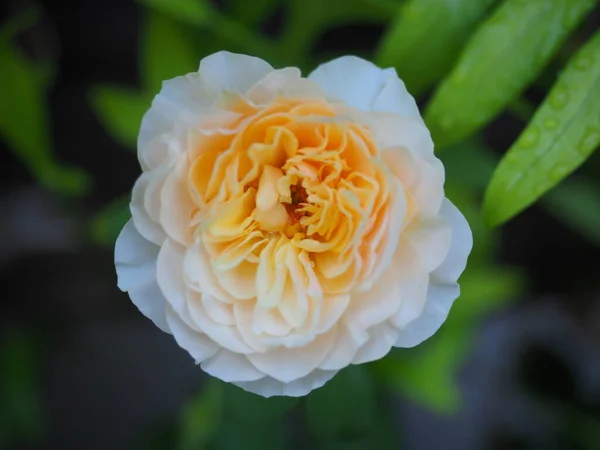 Beautiful Roses Garden Bloom Morning Sun — Stock Photo, Image