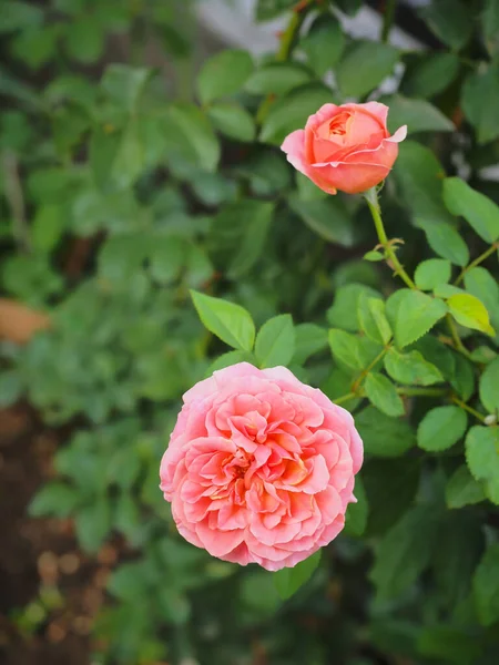 Las Hermosas Rosas Jardín Florecen Bajo Sol Mañana — Foto de Stock