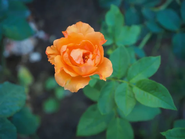 Piękne Róże Moim Ogrodzie Kwitną Porannym Słońcu — Zdjęcie stockowe