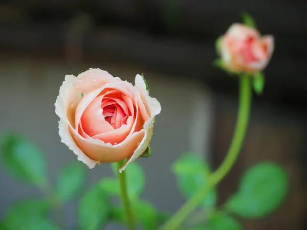 Beautiful Roses Garden Bloom Morning Sun — Stock Photo, Image