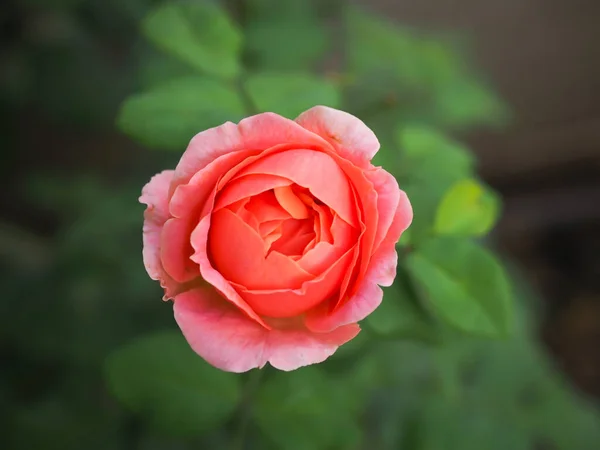 Die Schönen Rosen Meinem Garten Blühen Der Morgensonne — Stockfoto