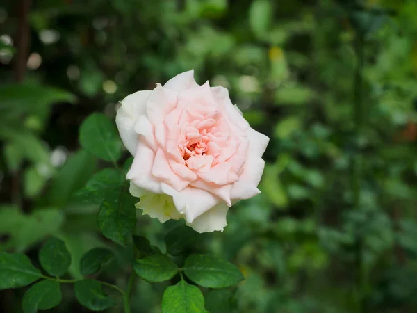 Krásné Růže Zahradě Kvetou Ranním Slunci — Stock fotografie