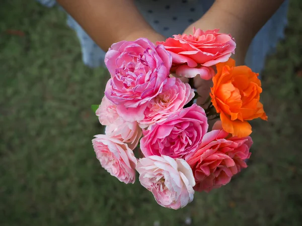 Les Belles Roses Mon Jardin Fleurissent Soleil Matin — Photo
