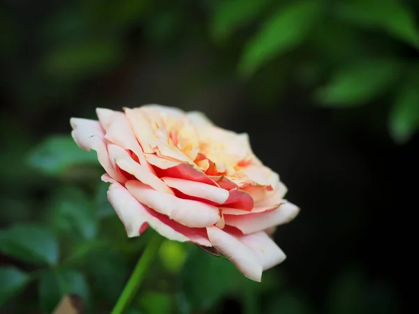 Die Schönen Rosen Meinem Garten Blühen Der Morgensonne — Stockfoto