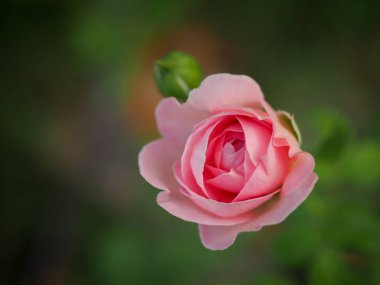 Bahçemdeki güzel güller sabah güneşinde açar..