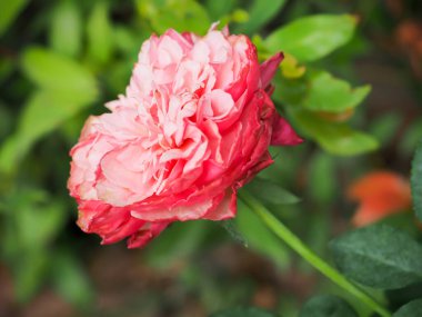 Bahçemdeki güzel güller sabah güneşinde açar..
