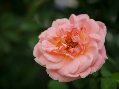 Bahçemdeki güzel güller sabah güneşinde açar..