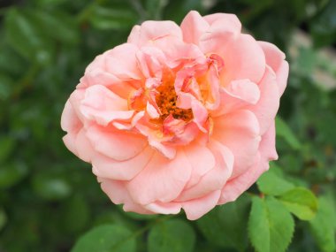 Bahçemdeki güzel güller sabah güneşinde açar..