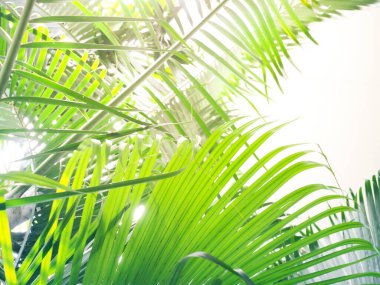 Palmiye ağaçları yazı karşılamak için güzel yapraklar bırakır