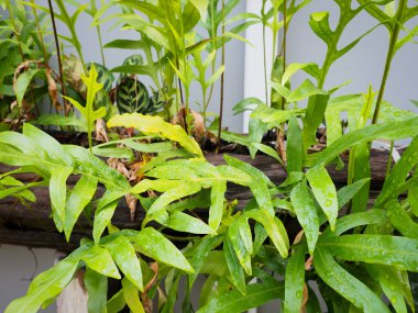 Eğreltiotları güzel yapraklar bırakır yazı karşılamak için