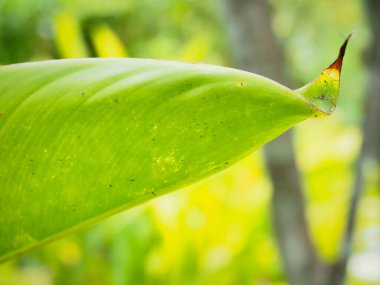 Cennet kuşu güzel yapraklar Yazı karşılamak için