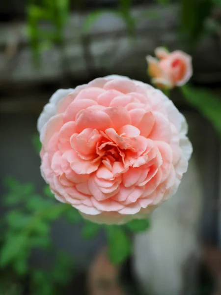 Rosas Bonitas Meu Jardim Florescem Sol Manhã — Fotografia de Stock