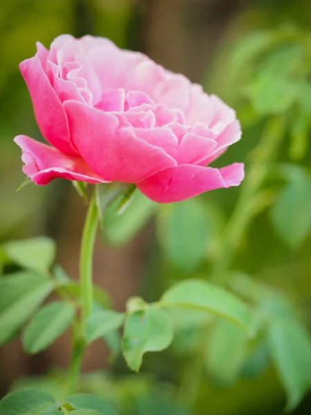 Die Schönen Rosen Meinem Garten Blühen Der Morgensonne — Stockfoto