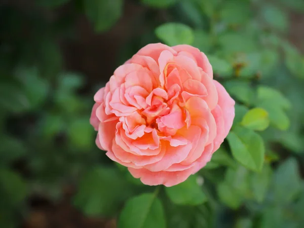 Les Belles Roses Mon Jardin Fleurissent Soleil Matin — Photo