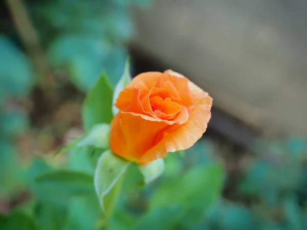 Vackra Rosorna Min Trädgård Blommar Morgonsolen — Stockfoto