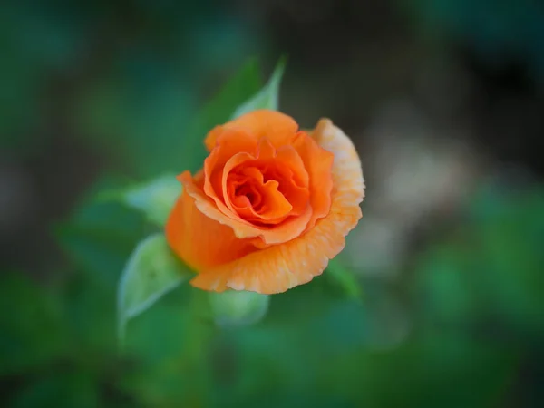 Die Schönen Rosen Meinem Garten Blühen Der Morgensonne — Stockfoto