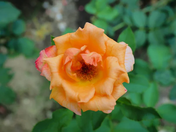 Las Hermosas Rosas Jardín Florecen Bajo Sol Mañana —  Fotos de Stock