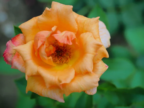 Belle Rose Nel Mio Giardino Sbocciano Sole Del Mattino — Foto Stock