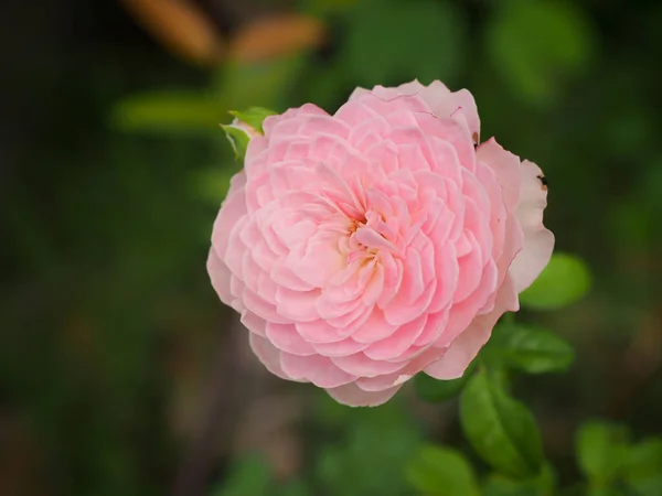 Krásné Růže Zahradě Kvetou Ranním Slunci — Stock fotografie