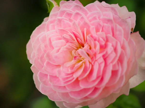 Gyönyörű Rózsák Kertemben Virágoznak Reggeli Napon — Stock Fotó