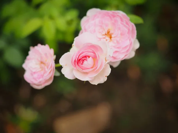 Bahçemdeki Güzel Güller Sabah Güneşinde Açar — Stok fotoğraf