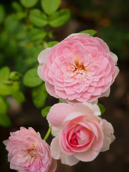 The beautiful roses in my garden bloom in the morning sun.