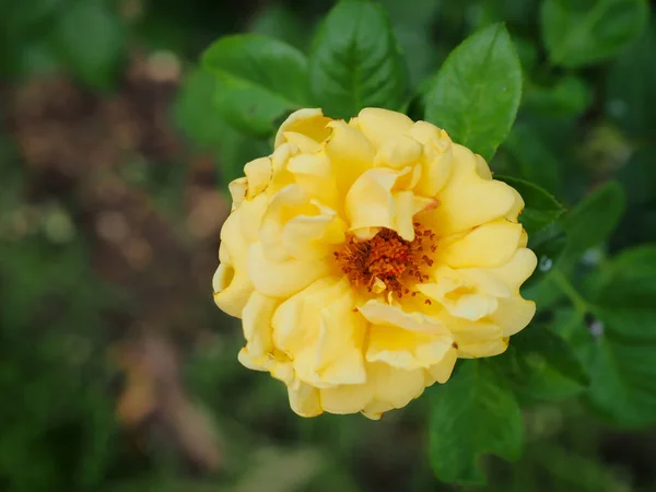 Las Hermosas Rosas Jardín Florecen Bajo Sol Mañana —  Fotos de Stock