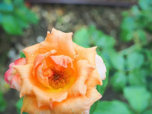 Belle Rose Nel Mio Giardino Sbocciano Sole Del Mattino — Foto Stock