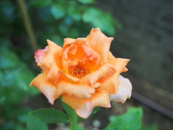 Belle Rose Nel Mio Giardino Sbocciano Sole Del Mattino — Foto Stock