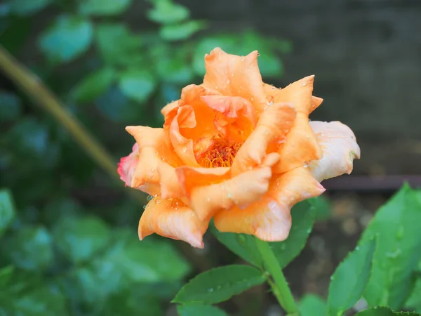 Las Hermosas Rosas Jardín Florecen Bajo Sol Mañana —  Fotos de Stock