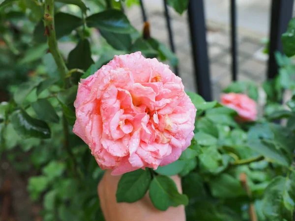 Las Hermosas Rosas Jardín Florecen Bajo Sol Mañana — Foto de Stock