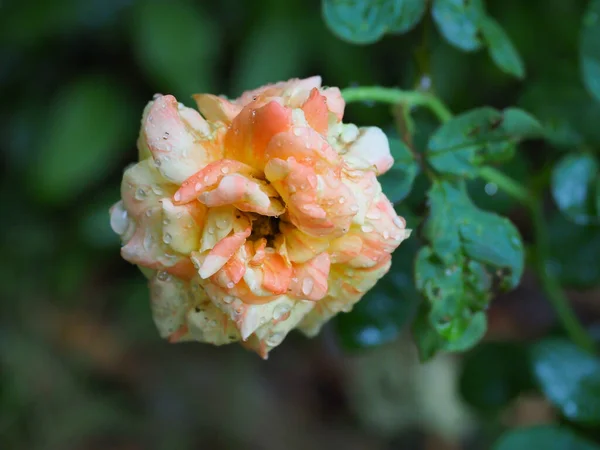 Όμορφα Τριαντάφυλλα Στον Κήπο Μου Ανθίζουν Στον Πρωινό Ήλιο — Φωτογραφία Αρχείου