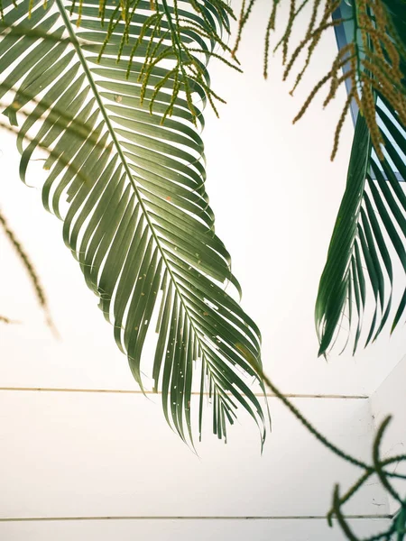 Palmiye Ağaçları Yazı Karşılamak Için Güzel Yapraklar Bırakır — Stok fotoğraf