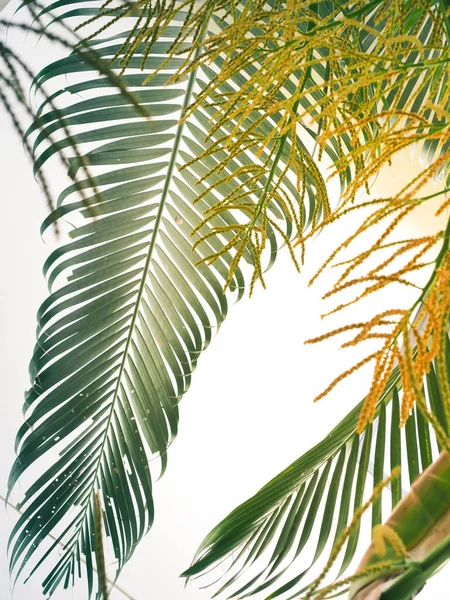 Palmiye Ağaçları Yazı Karşılamak Için Güzel Yapraklar Bırakır — Stok fotoğraf