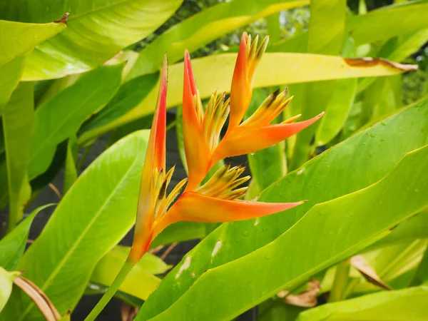Bird of paradise beautiful leaves to welcome summer