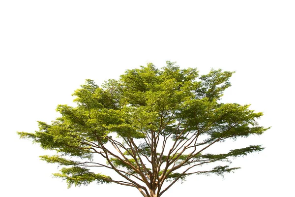 Tree isolated on white background. — Stock Photo, Image