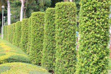 Parkın yol kenarı ağaç süslemesi.