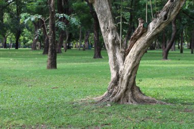 Parktaki ağaçlar öğleden sonra.