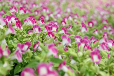 lades kemiği çiçek.