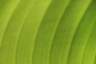 Arka plan için taze yeşil yaprak dokusu.