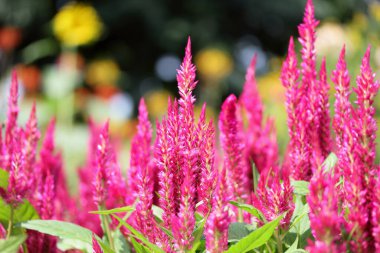 Kızıl Celosia argentea 'sı Graden' da