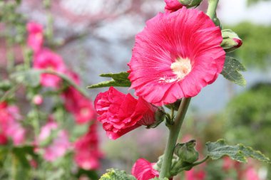 Bahçede kırmızı hollyhock çiçek.