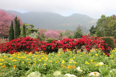 Bahçedeki çok renkli çiçek tarhı.